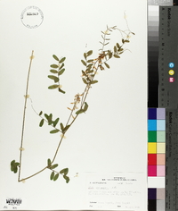 Vicia caroliniana image