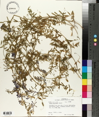 Vicia villosa subsp. varia image