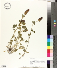 Trifolium incarnatum image