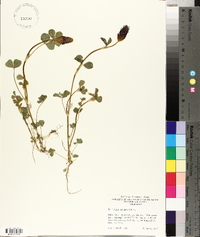 Trifolium incarnatum image