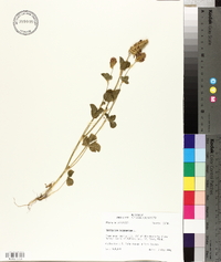 Trifolium incarnatum image