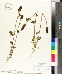 Trifolium incarnatum image