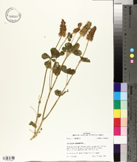 Trifolium incarnatum image