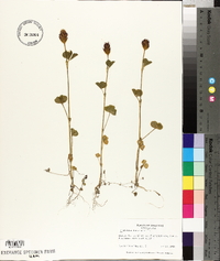 Trifolium incarnatum image