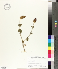 Trifolium incarnatum image