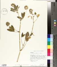 Trifolium obtusiflorum image