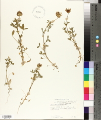 Trifolium obtusiflorum image