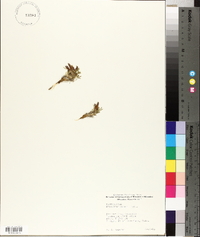Trifolium nanum image