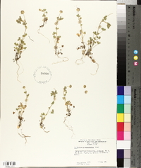 Trifolium microcephalum image