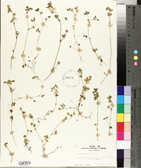 Trifolium microcephalum image