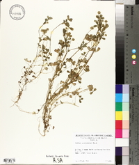 Trifolium microcephalum image