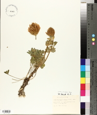 Trifolium macrocephalum image