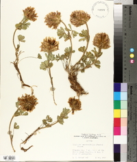 Trifolium macrocephalum image