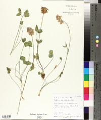 Trifolium kingii subsp. macilentum image