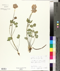 Trifolium kingii subsp. macilentum image