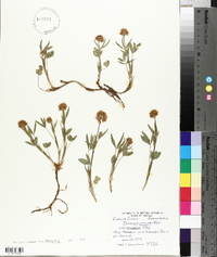 Trifolium longipes image