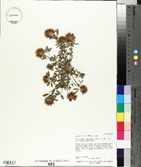 Trifolium longipes image