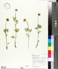 Trifolium longipes image