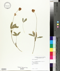 Trifolium longipes image