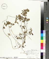 Trifolium lappaceum image