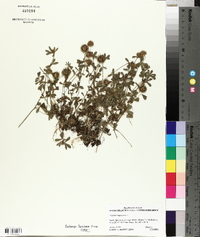 Trifolium lappaceum image