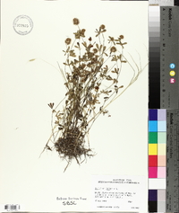 Trifolium lappaceum image