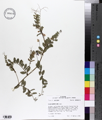 Vicia ludoviciana image