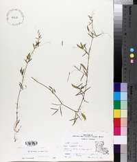 Vicia minutiflora image