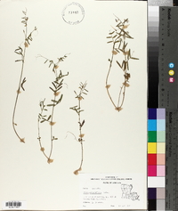 Vicia minutiflora image