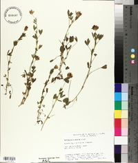 Trifolium pinetorum image