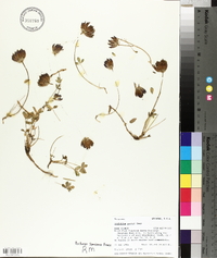 Trifolium parryi image