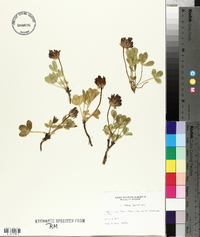 Trifolium parryi image