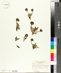 Trifolium parryi image