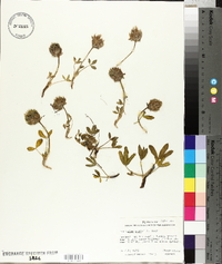 Trifolium parryi image