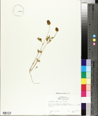 Trifolium olivaceum image