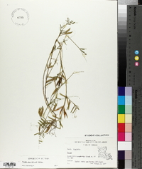 Vicia minutiflora image