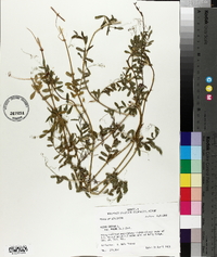 Vicia sativa subsp. nigra image