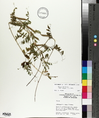 Vicia sativa subsp. nigra image