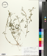 Vicia minutiflora image