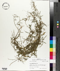 Vicia minutiflora image