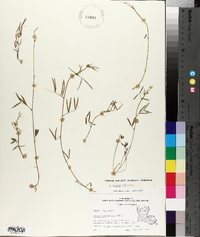 Vicia minutiflora image