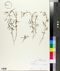 Vicia minutiflora image