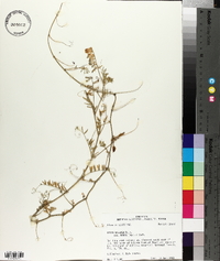 Vicia villosa subsp. varia image