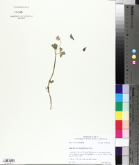 Trifolium resupinatum image