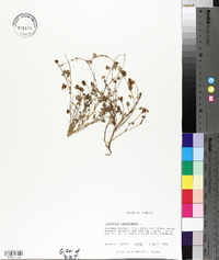Trifolium resupinatum image