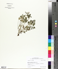 Trifolium resupinatum image