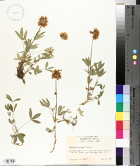 Trifolium longipes subsp. reflexum image