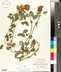 Trifolium reflexum image