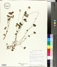 Trifolium reflexum image