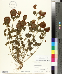 Trifolium reflexum image